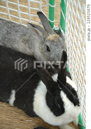 2 rabbits in home garden / 家庭の庭先で飼うペットのウサギ 129525879