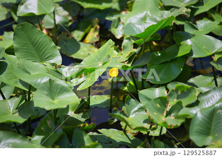 コウホネ群生地と百日紅の花 129525887