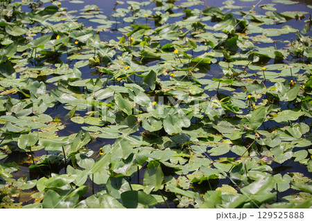 コウホネ群生地と百日紅の花 コウホネ群生地と百日紅の花 129525888