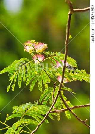 コウホネ群生地と百日紅の花 129525907