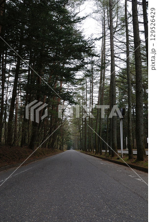 Karuizawa "Mikasa" street / 早朝の旧軽井沢~軽井沢の観光名所 三笠通り Karuizawa "Mikasa" street / 早朝の旧軽井沢~軽井沢の観光名所 三笠通り 129526429