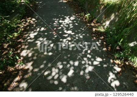 鳥取 四季の散歩 夏 松島 遊覧船 鳥取 四季の散歩 夏 松島 遊覧船 129526440