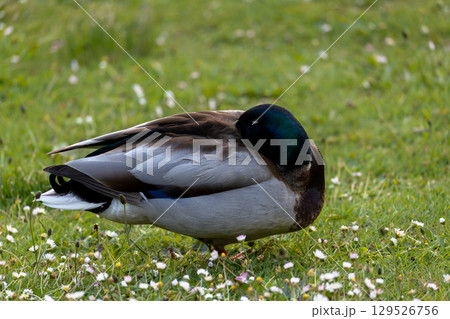 Sleeping Mallard Duck on Grass Sleeping Mallard Duck on Grass 129526756