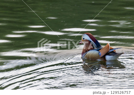 Mandarin Duck Swimming in Pond Mandarin Duck Swimming in Pond 129526757
