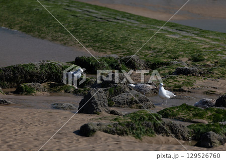 Seagulls on Rocky Beach 129526760