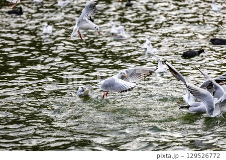 Flock of Seagulls Hovering Gracefully Over Rippling Water Surface Flock of Seagulls Hovering Gracefully Over Rippling Water Surface 129526772