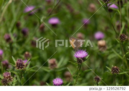 Butterfly Feeding on Wild Blossom Butterfly Feeding on Wild Blossom 129526792