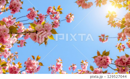 青空に映える八重桜 129527044