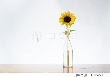 ひまわりの花一輪 ひまわりの花一輪 129527182