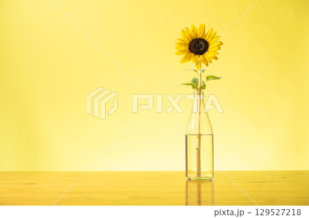 ひまわりの花一輪 ひまわりの花一輪 129527218