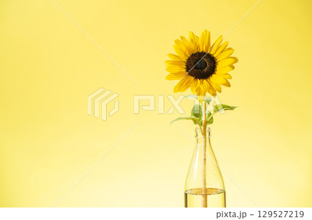 ひまわりの花一輪 129527219