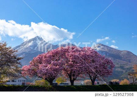 福島県耶麻郡猪苗代町西舘　長瀬川沿い運動公園近くの八重桜と会津磐梯山の景色 129527308