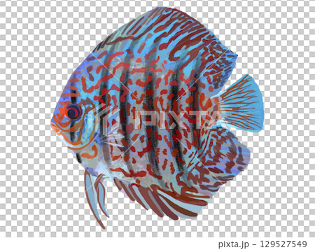 Discus (Vietnamese Red Turgoise) 129527549