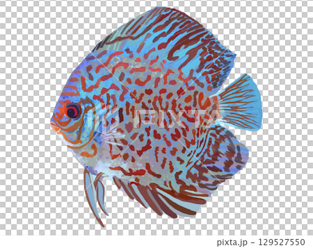 Discus (Red Turgoise) Discus (Red Turgoise) 129527550