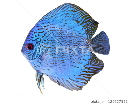 ディスカス（ブルー） 129527551