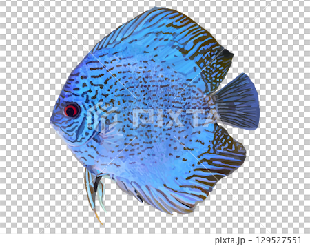 ディスカス（ブルー） 129527551