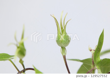 アサガオの子房に包まれた若い種 129527552