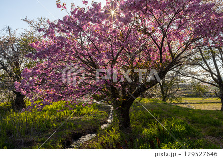 福島県耶麻郡猪苗代町関都　小川沿いの逆光の八重桜並木 129527646