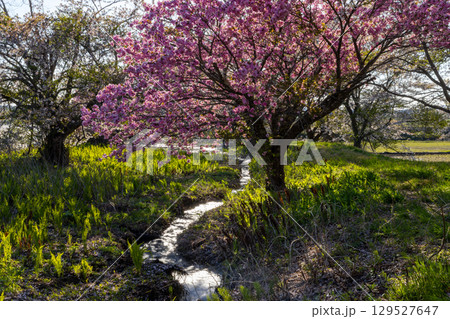 福島県耶麻郡猪苗代町関都 小川沿いの逆光の八重桜並木 福島県耶麻郡猪苗代町関都 小川沿いの逆光の八重桜並木 129527647