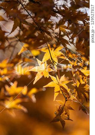 国営武蔵丘陵森林公園の紅葉 国営武蔵丘陵森林公園の紅葉 129527817