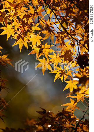 国営武蔵丘陵森林公園の紅葉 国営武蔵丘陵森林公園の紅葉 129527820