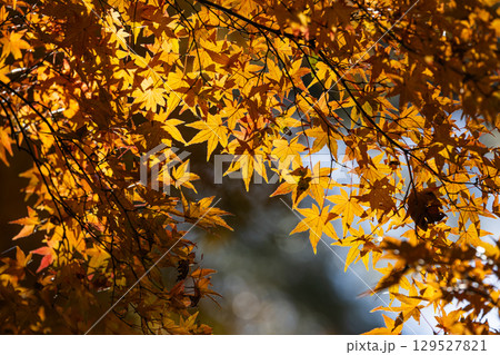 国営武蔵丘陵森林公園の紅葉 国営武蔵丘陵森林公園の紅葉 129527821