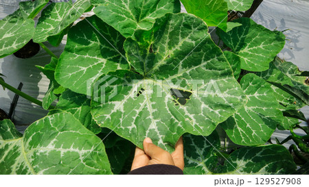 Woman farmer Hands holding pumpkin leaves in southeast asia field. Agriculture and plant care concept Woman farmer Hands holding pumpkin leaves in southeast asia field. Agriculture and plant care concept 129527908
