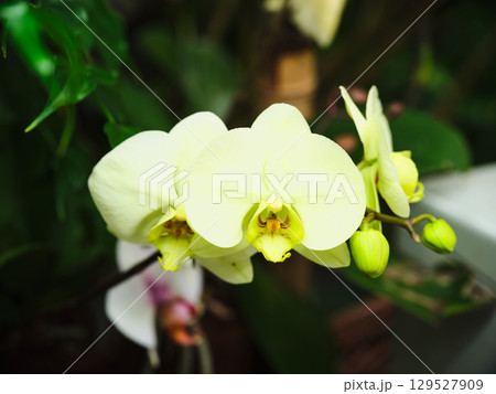 Delicate white orchid blooms in a vibrant greenhouse setting during the spring season Delicate white orchid blooms in a vibrant greenhouse setting during the spring season 129527909