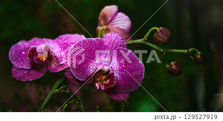 Beautiful purple orchids blooming in a tropical setting surrounded by lush greenery Beautiful purple orchids blooming in a tropical setting surrounded by lush greenery 129527919
