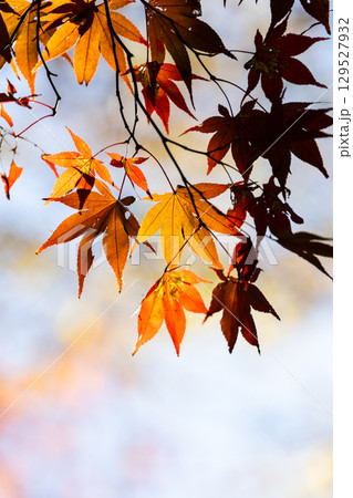国営武蔵丘陵森林公園の紅葉 国営武蔵丘陵森林公園の紅葉 129527932