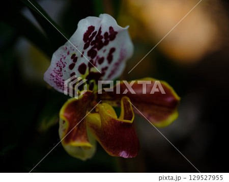 Vibrant orchid blossom with intricate patterns and vivid colors in a natural setting Vibrant orchid blossom with intricate patterns and vivid colors in a natural setting 129527955