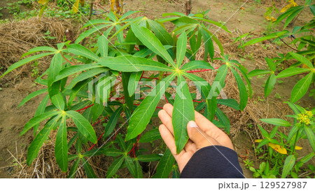 holding cassava leaves in the field. Southeast asia Agriculture and rural farming concept holding cassava leaves in the field. Southeast asia Agriculture and rural farming concept 129527987