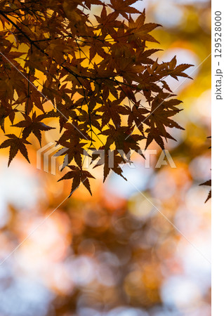 国営武蔵丘陵森林公園の紅葉 国営武蔵丘陵森林公園の紅葉 129528000