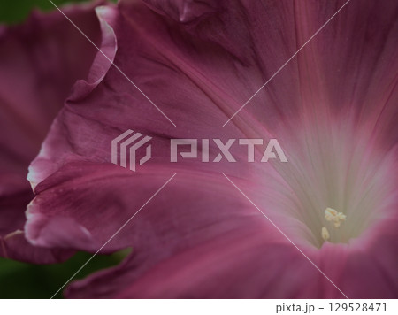 8月に美しく咲いた朝顔の花 8月に美しく咲いた朝顔の花 129528471