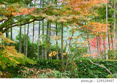 大原 宝泉院 盤桓園 (京都府京都市左京区) 大原 宝泉院 盤桓園 (京都府京都市左京区) 129528487