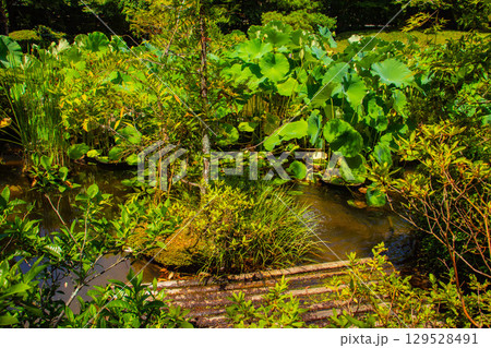 【京都風景】退蔵院　枯山水と池泉回遊式の優美な2種類の庭園 129528491