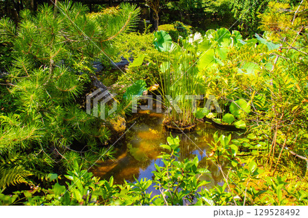 【京都風景】退蔵院 枯山水と池泉回遊式の優美な2種類の庭園 【京都風景】退蔵院 枯山水と池泉回遊式の優美な2種類の庭園 129528492