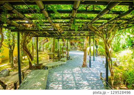 【京都風景】退蔵院　枯山水と池泉回遊式の優美な2種類の庭園 129528496