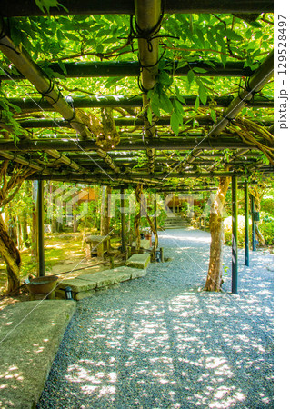 【京都風景】退蔵院 枯山水と池泉回遊式の優美な2種類の庭園 【京都風景】退蔵院 枯山水と池泉回遊式の優美な2種類の庭園 129528497