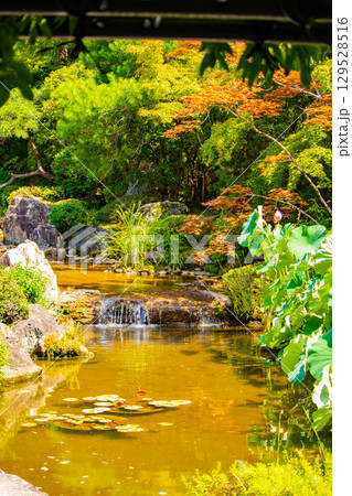 【京都風景】退蔵院 枯山水と池泉回遊式の優美な2種類の庭園 【京都風景】退蔵院 枯山水と池泉回遊式の優美な2種類の庭園 129528516