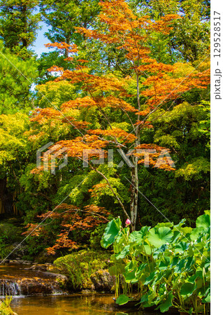 【京都風景】退蔵院　枯山水と池泉回遊式の優美な2種類の庭園 129528517