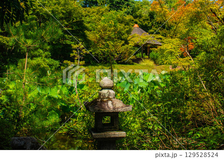 【京都風景】退蔵院　枯山水と池泉回遊式の優美な2種類の庭園 129528524