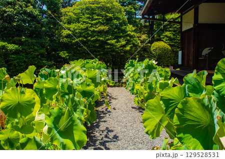 【京都風景】退蔵院　枯山水と池泉回遊式の優美な2種類の庭園 129528531