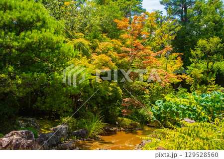 【京都風景】退蔵院　枯山水と池泉回遊式の優美な2種類の庭園 129528560