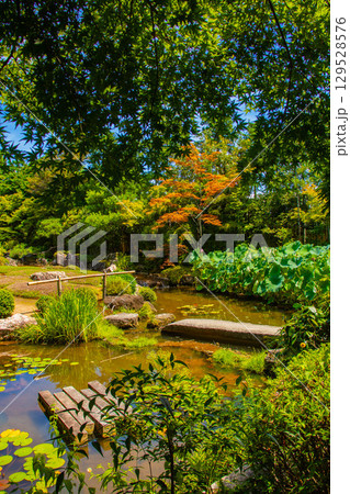 【京都風景】退蔵院　枯山水と池泉回遊式の優美な2種類の庭園 129528576
