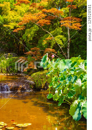 【京都風景】退蔵院　枯山水と池泉回遊式の優美な2種類の庭園 129528581