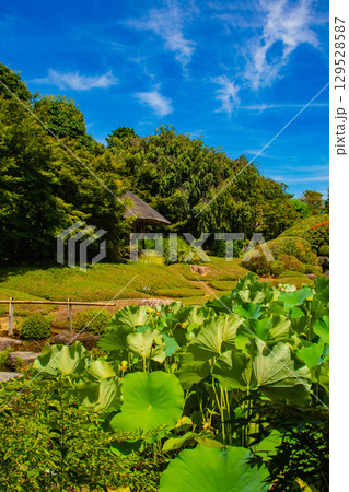 【京都風景】退蔵院　枯山水と池泉回遊式の優美な2種類の庭園 129528587