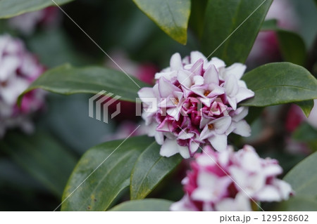 ピンクの蕾から白い花が咲いたジンチョウゲ ピンクの蕾から白い花が咲いたジンチョウゲ 129528602