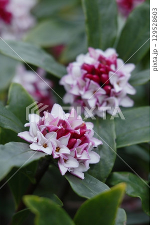 ピンクの蕾から白い花が咲いたジンチョウゲ ピンクの蕾から白い花が咲いたジンチョウゲ 129528603