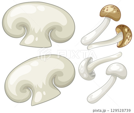Vector Illustration of Various Mushrooms 129528739